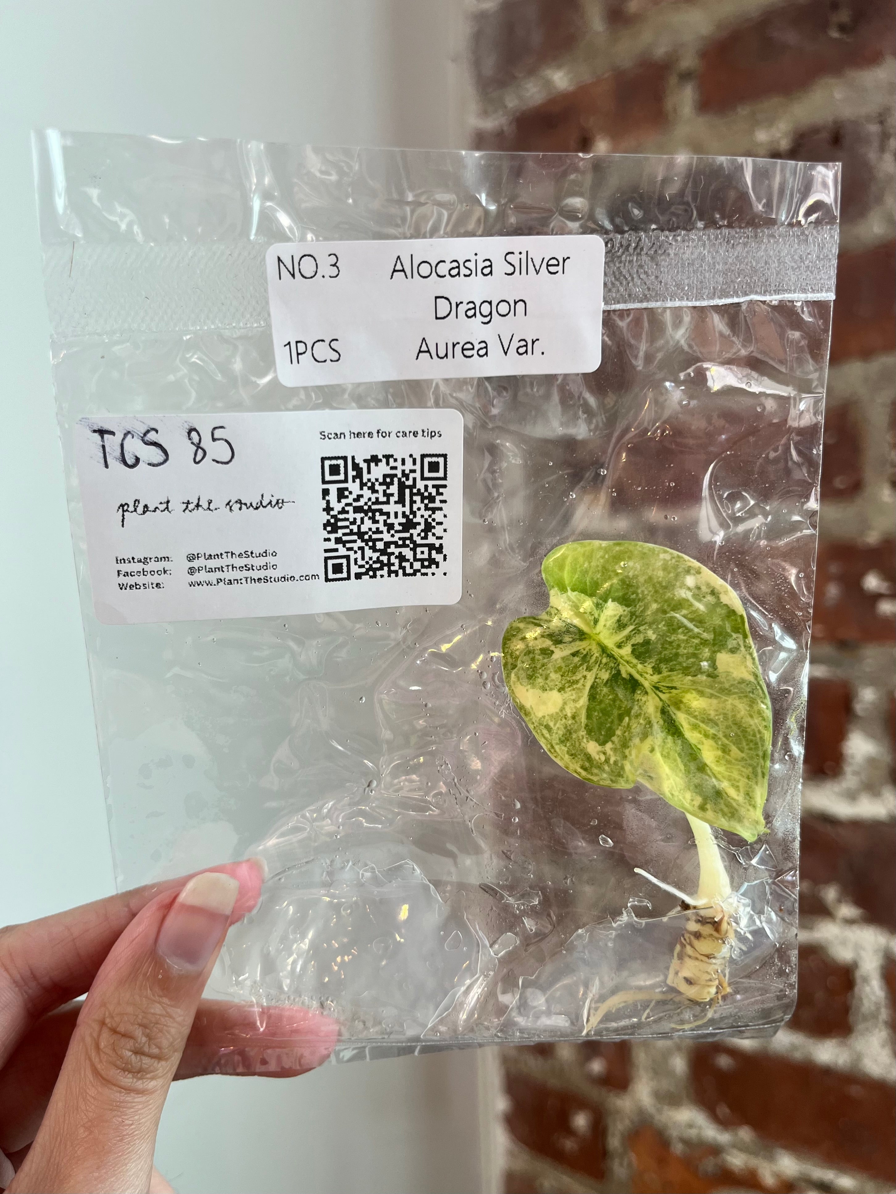 Alocasia Silver Dragon Aurea TCS 85