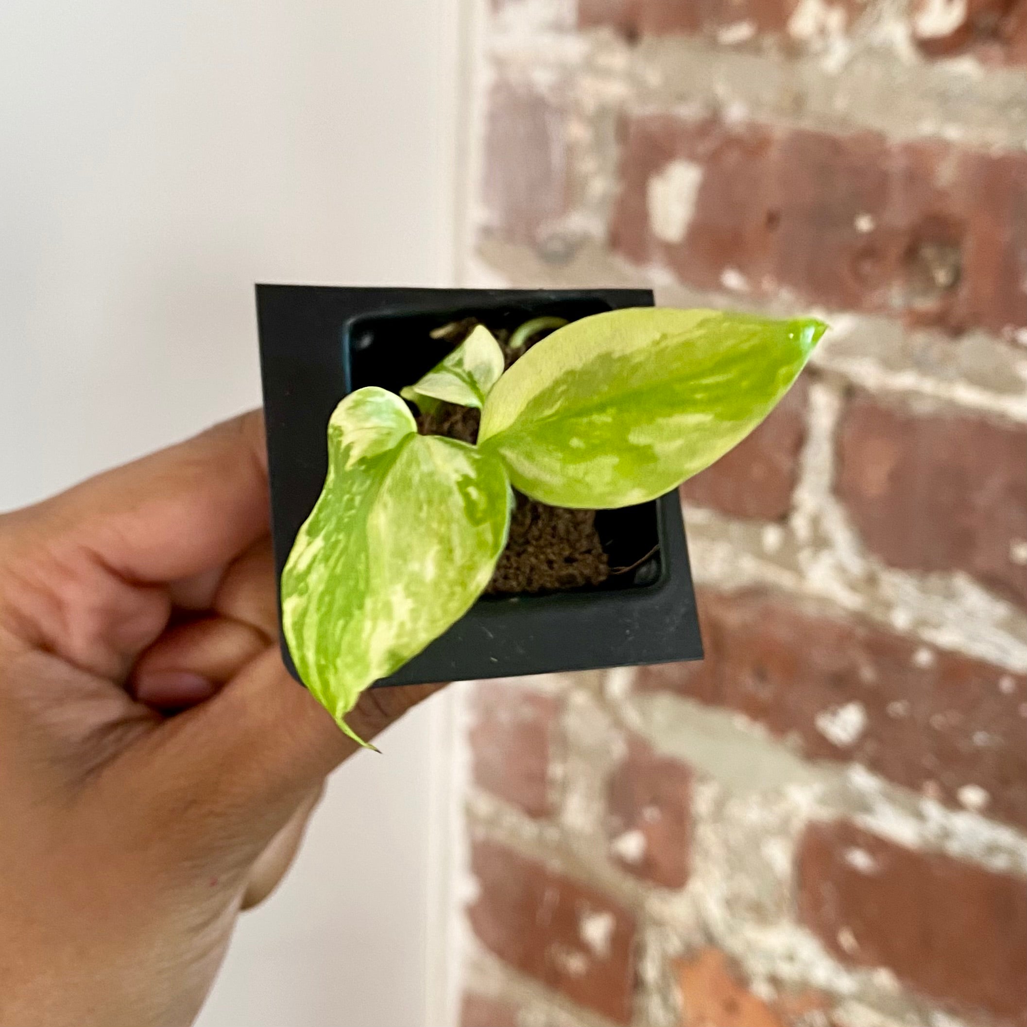 Monstera Electrolyte 4281