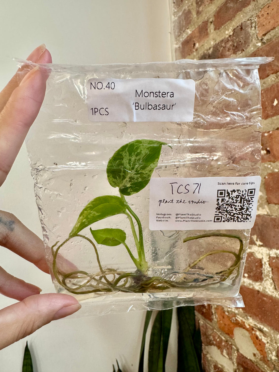Monstera Bulbasaur TCS 71