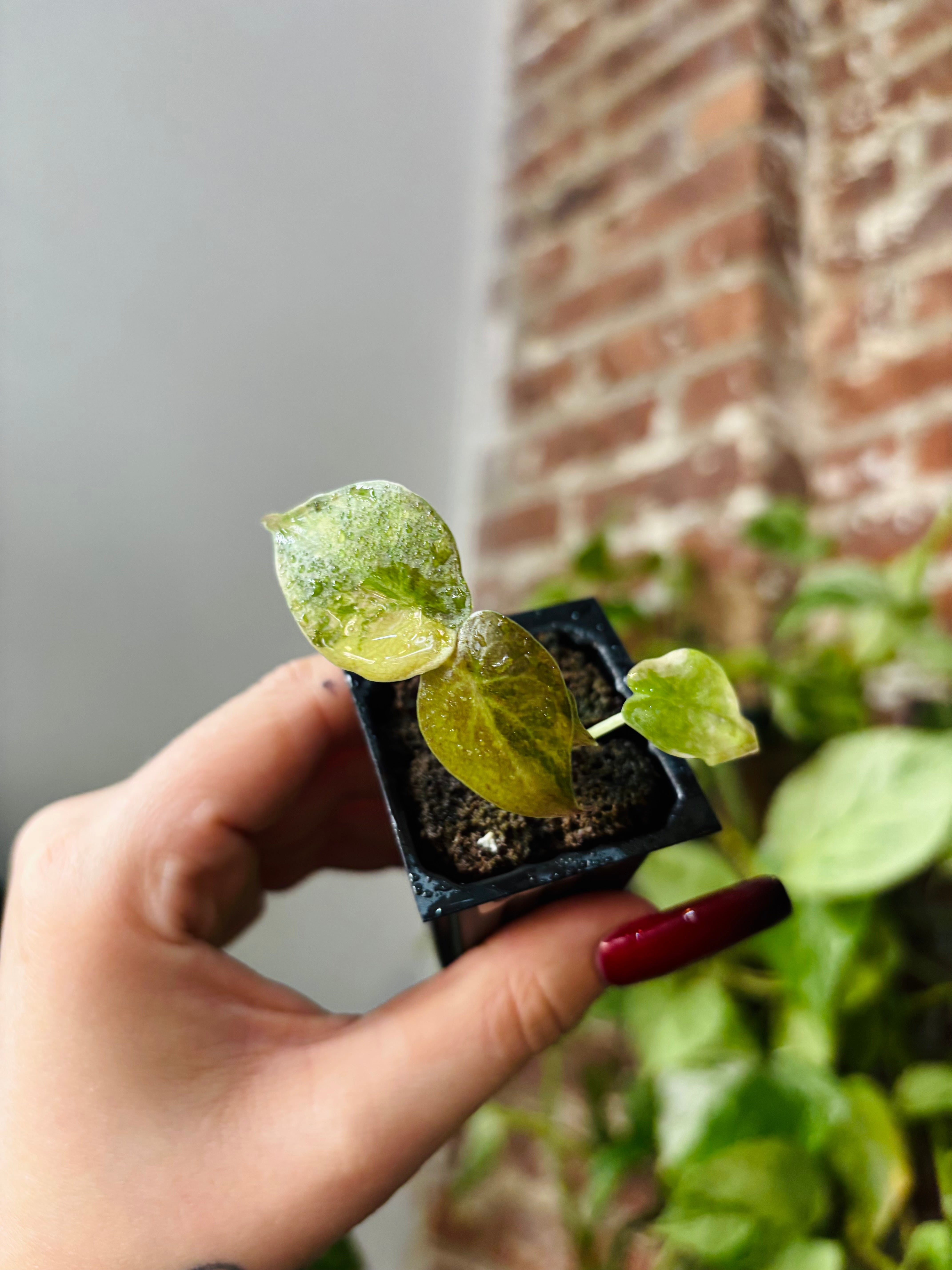 Products – Page 4 – PlantTheStudio