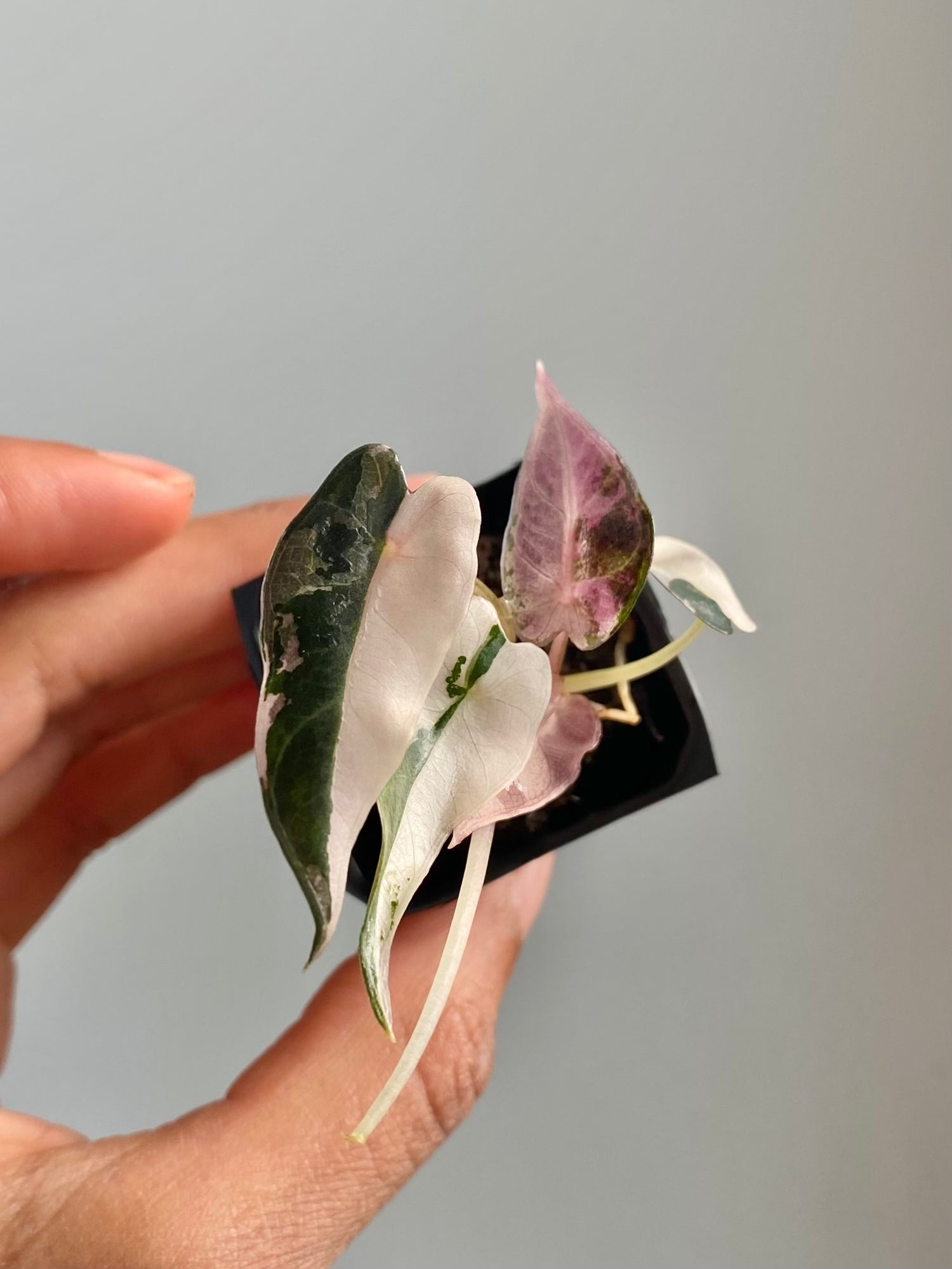 Alocasia Bambino Albo Pink 4569