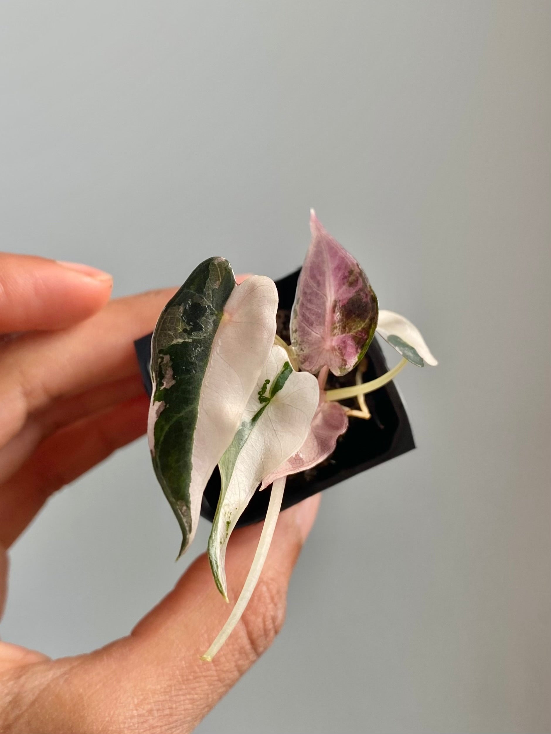 Alocasia Bambino Albo Pink 4569