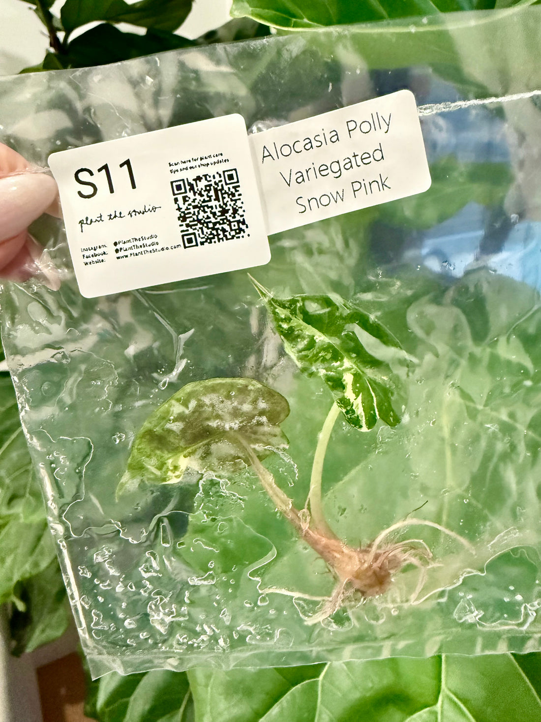 Alocasia Polly Snow Pink Var. TCS11