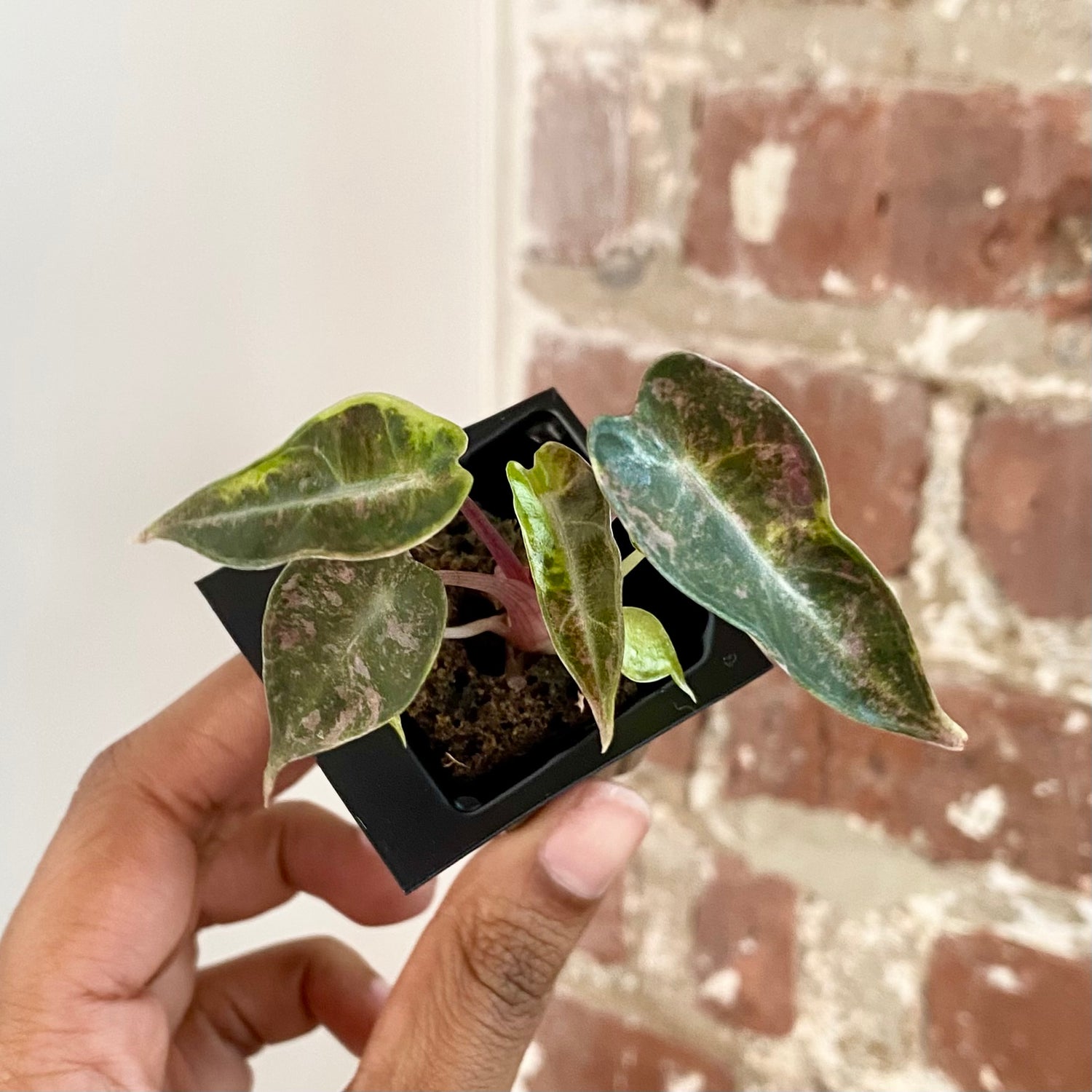 Alocasia Bambino Aurea 4303