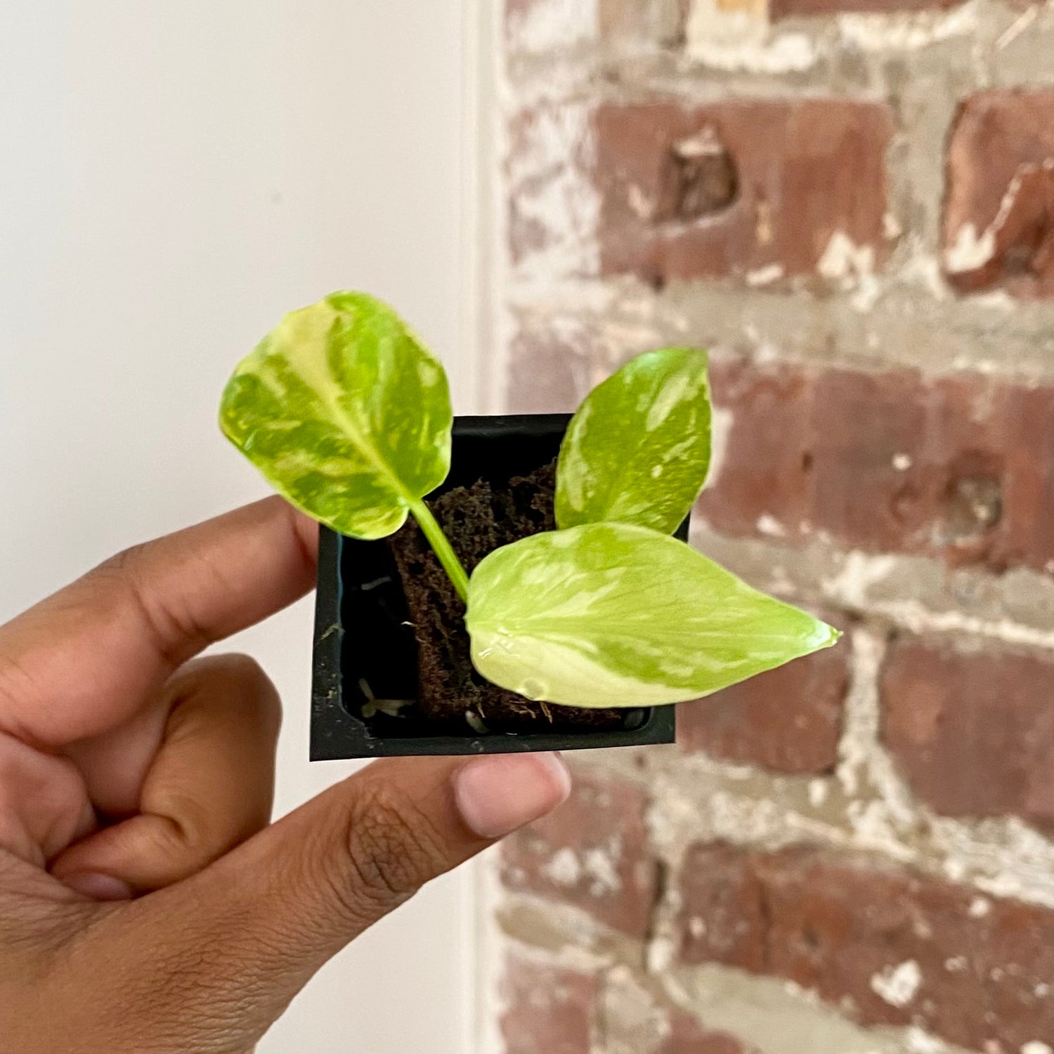 Monstera Electrolyte 4280