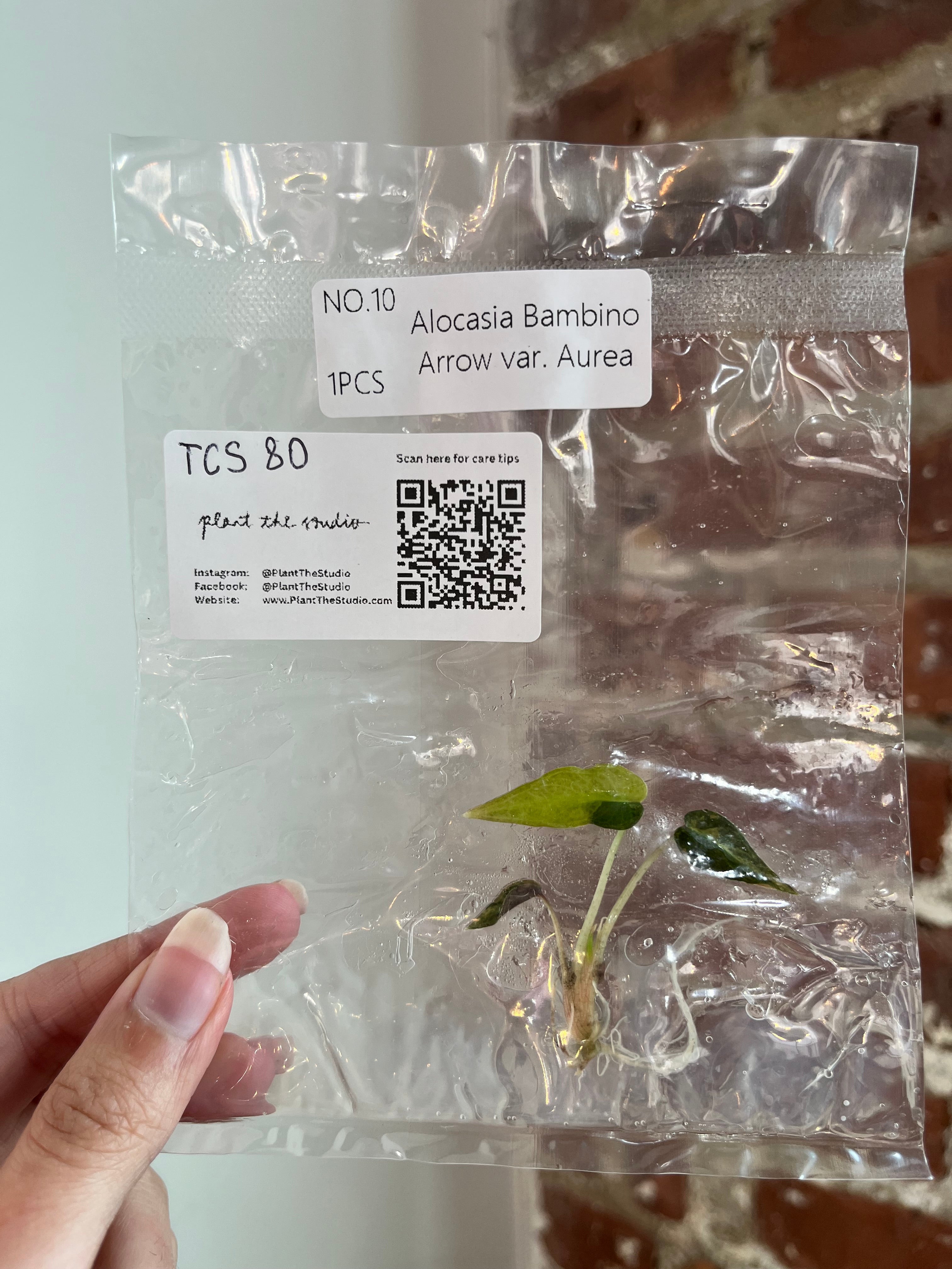 Alocasia Bambino Aurea TCS 80