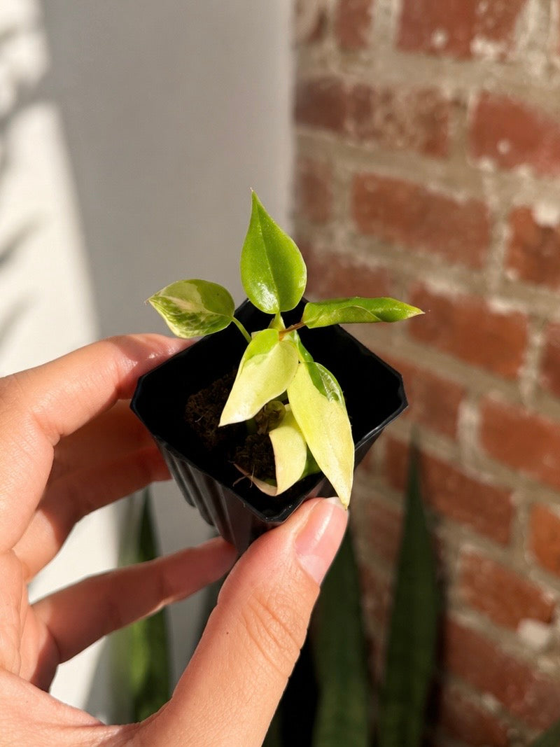 Philodendron Florida Beauty x Billietiae "Jennifer" 8508