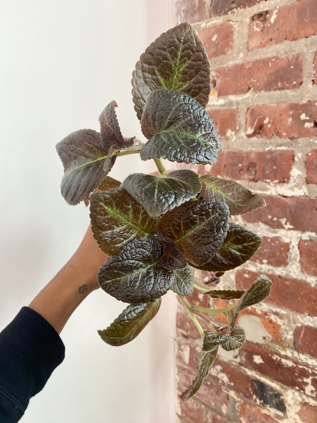 Episcia ‘Blue Nile’ 4” Pot (Growers Choice)