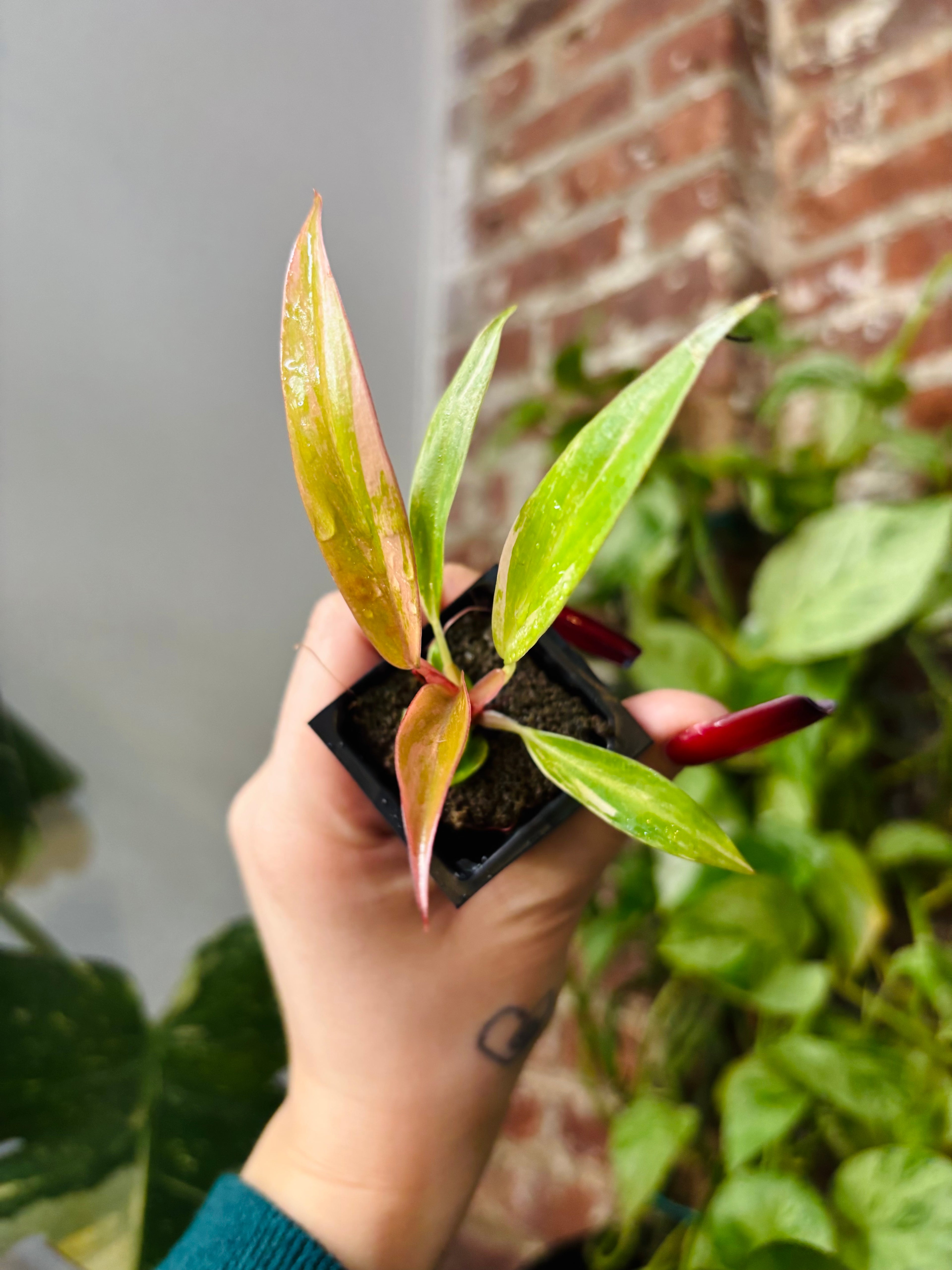 Philodendron Caramel Marble 0963