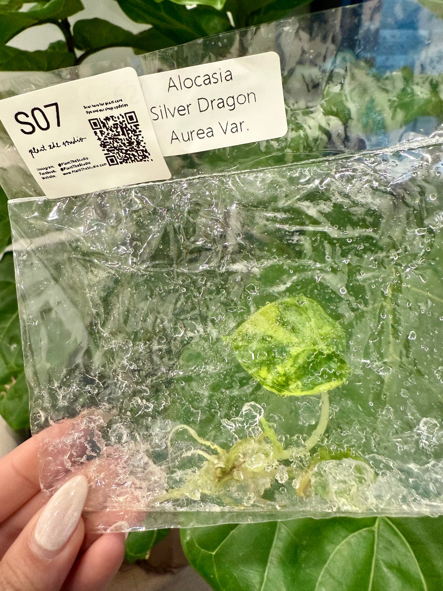 Alocasia Silver Dragon Aurea TCS07