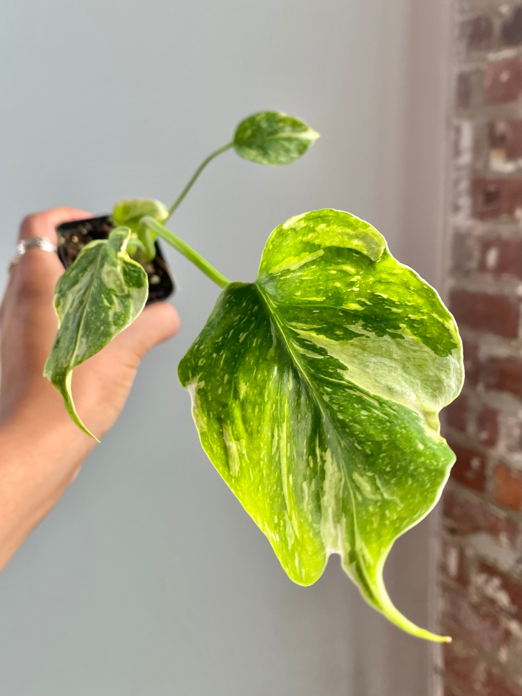 Monstera Electrolyte (Potted) 4597