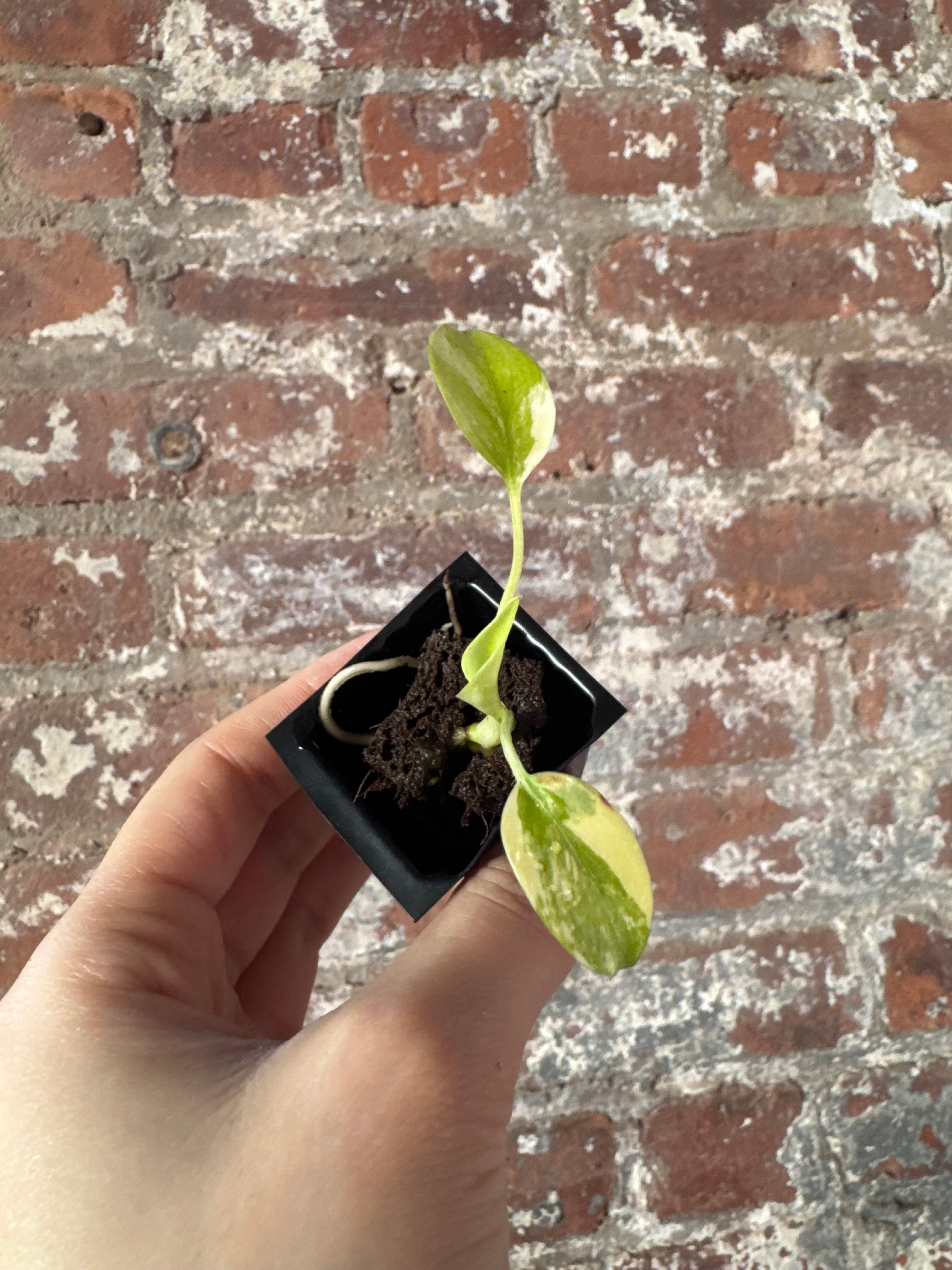 Monstera Yellow Marilyn Plug - Grower’s Choice