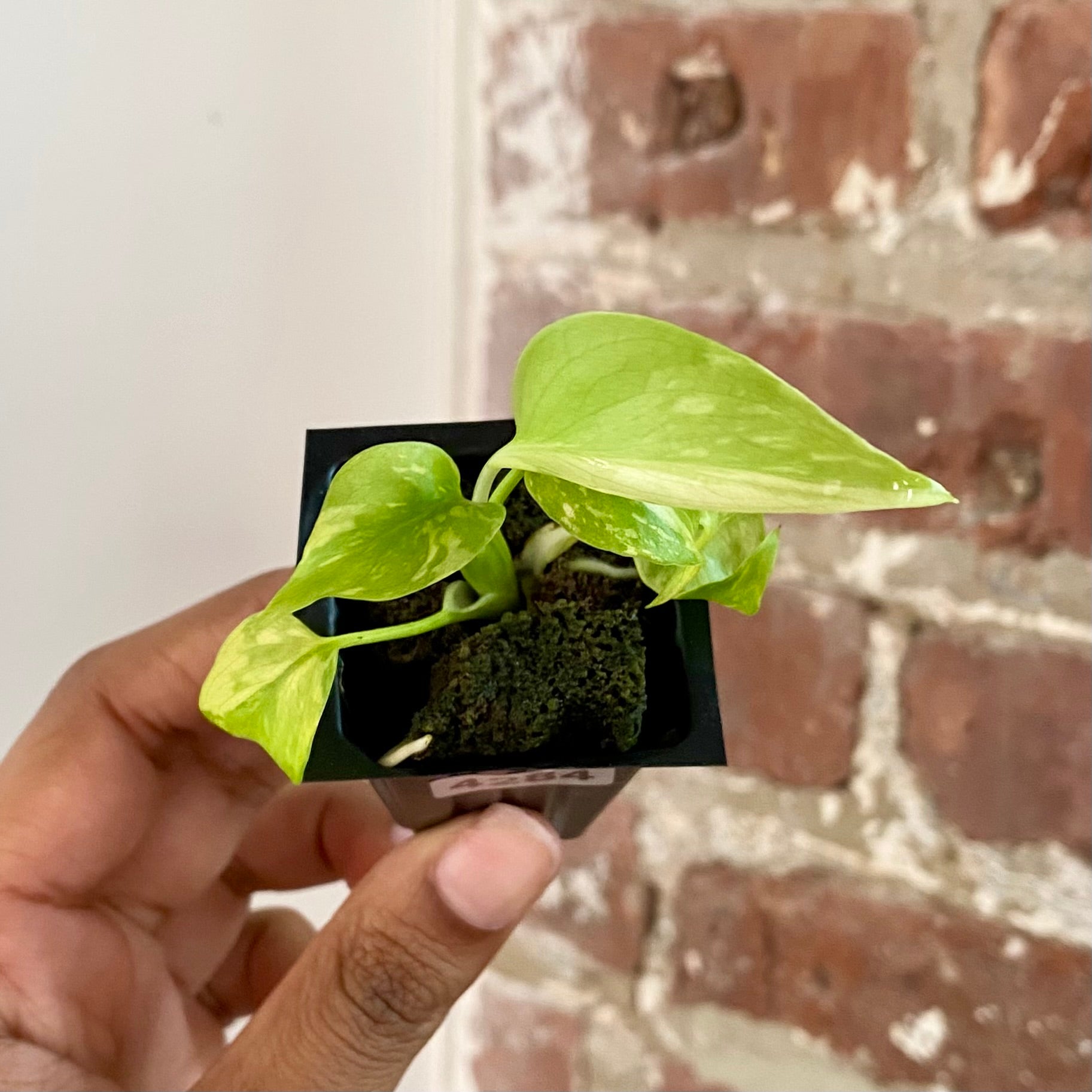 Monstera Electrolyte 4284