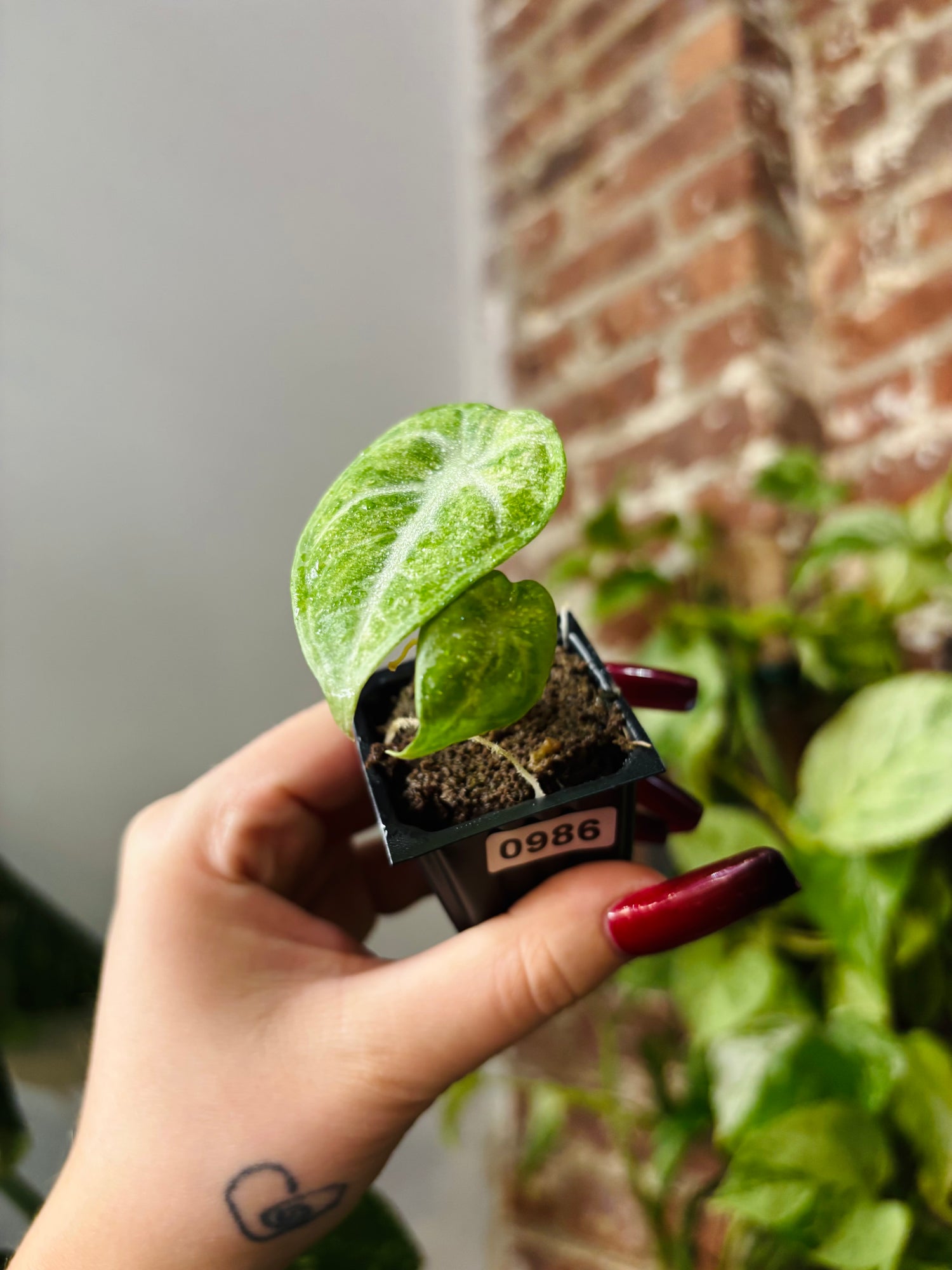 Alocasia Ninja Tricolor 0986