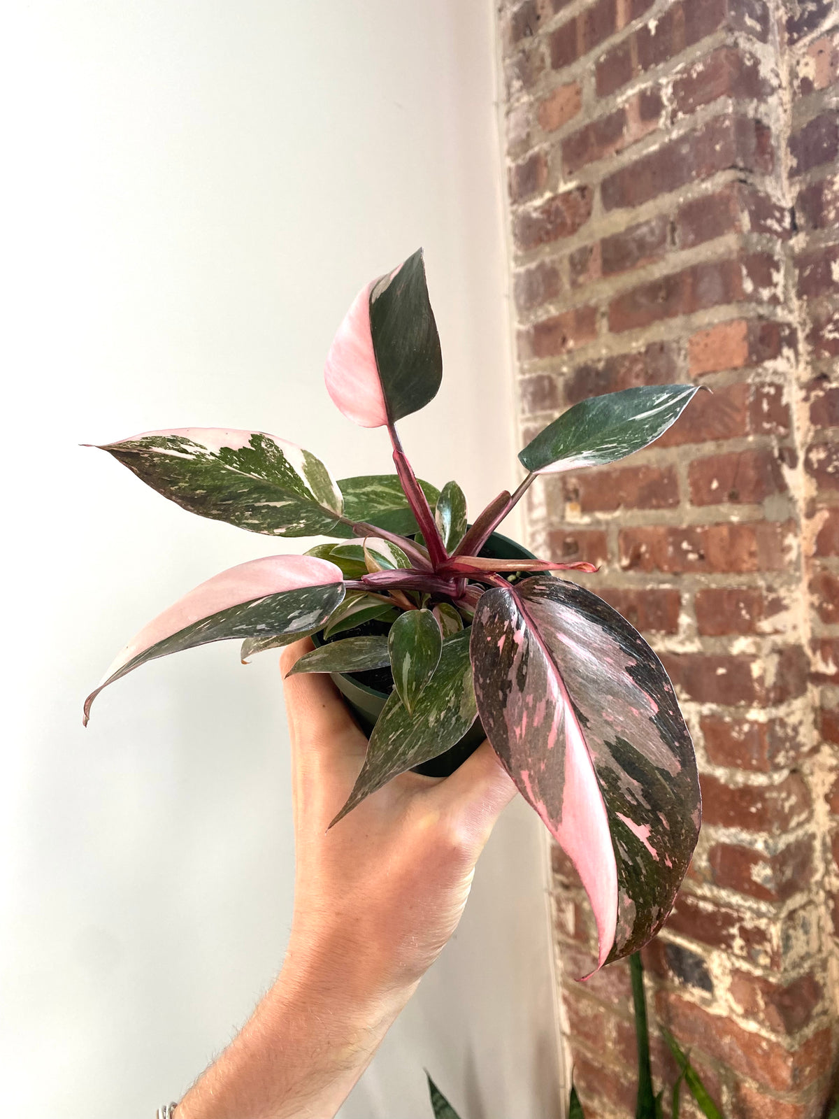 Philodendron Pink Princess Galaxy 4” Pot (Grower’s Choice)