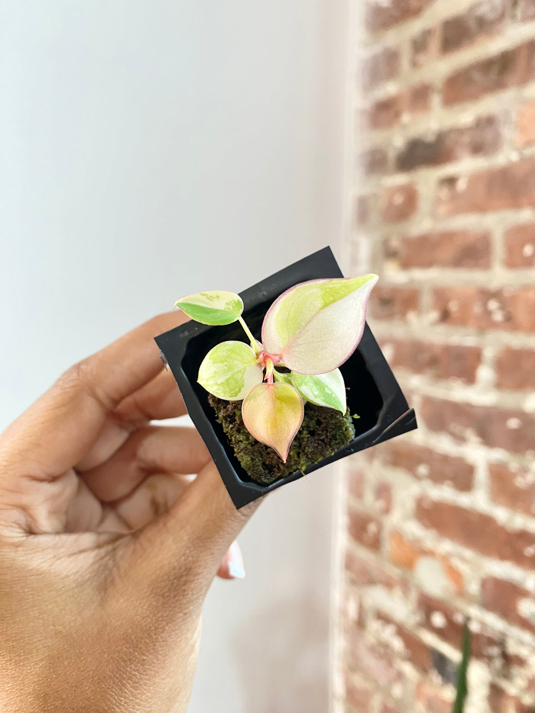 Philodendron Billietiae Var. 4724