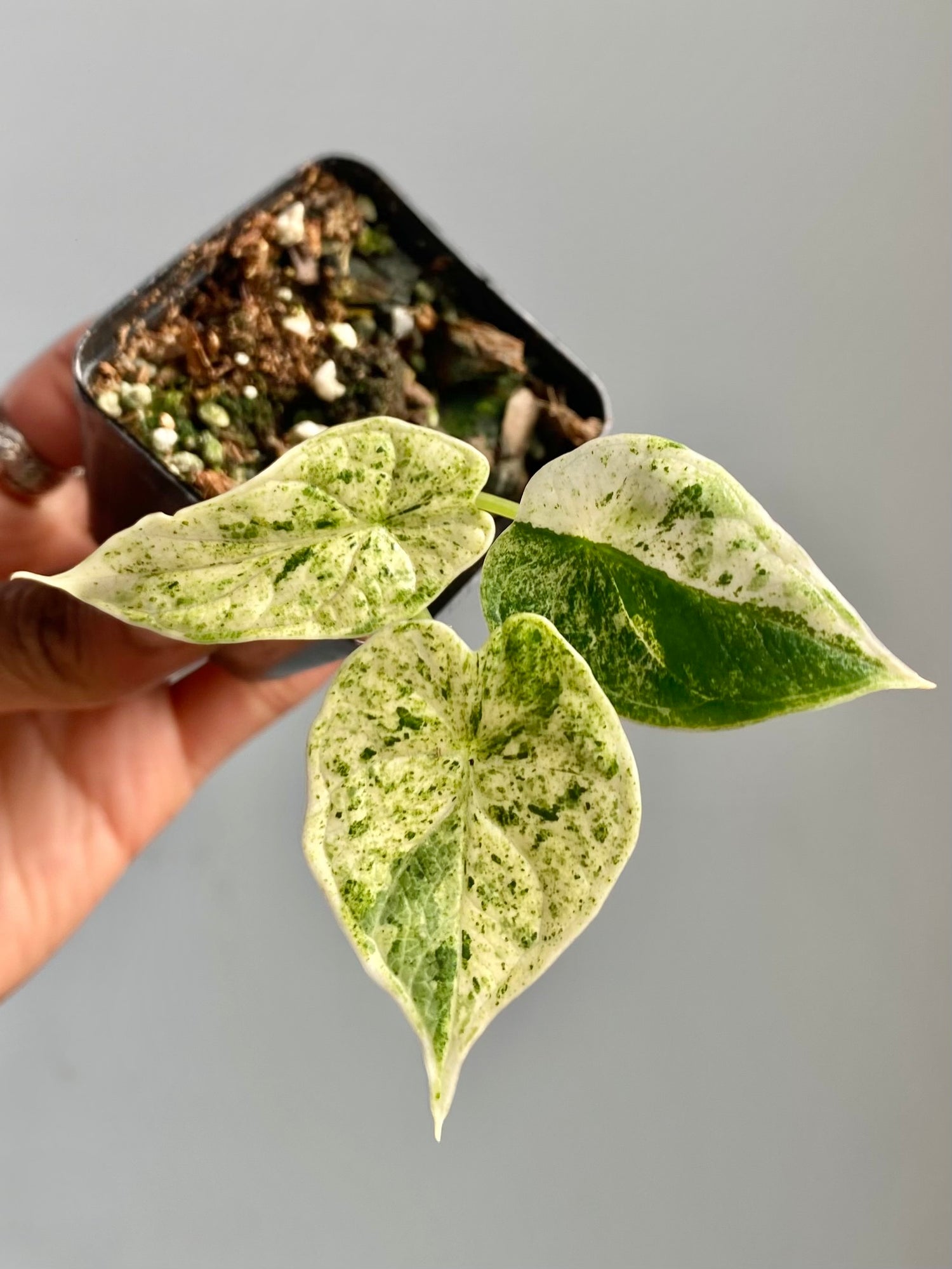 Alocasia Dragonscale Mint (Potted) 4600