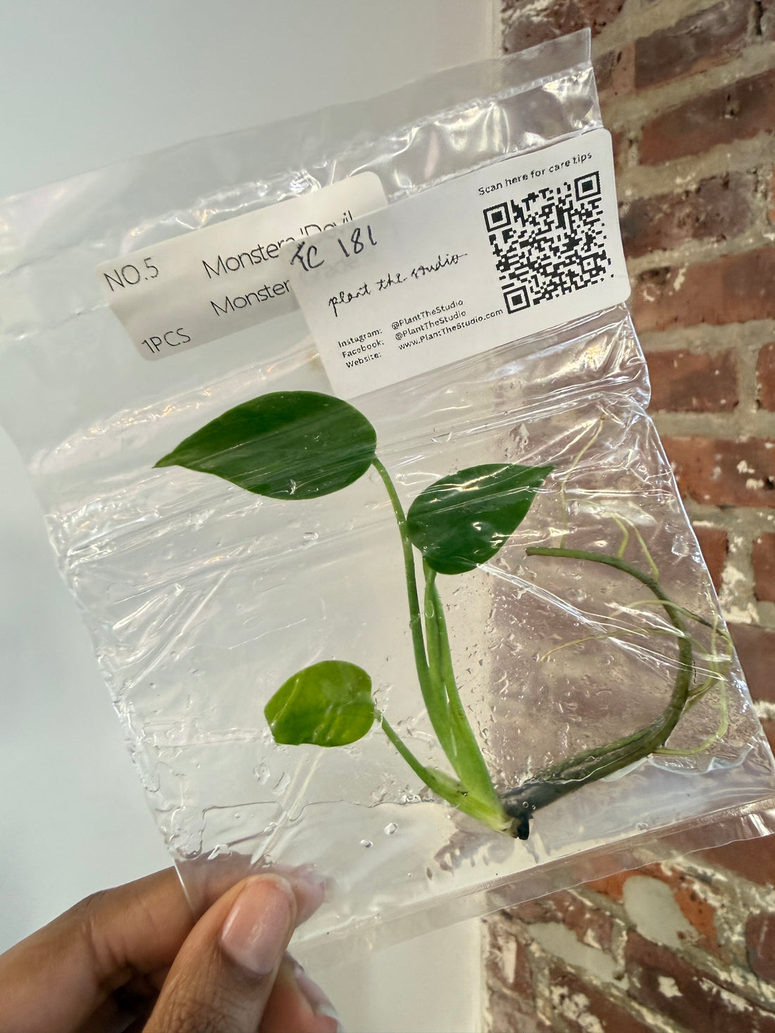 Monstera Devil Monster Grade B TCS 181