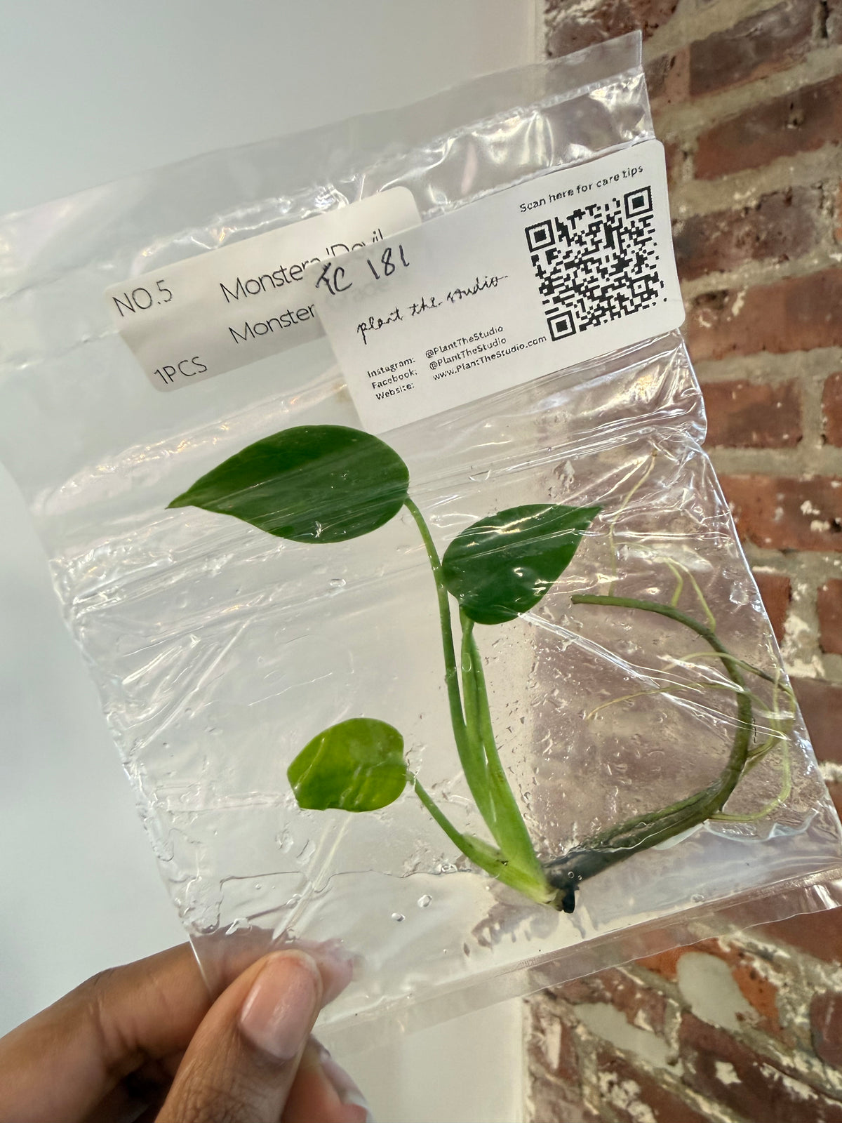 Monstera Devil Monster Grade B TCS 181