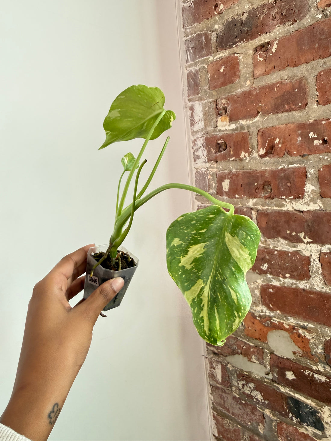 Monstera Electrolyte (Potted) 3946