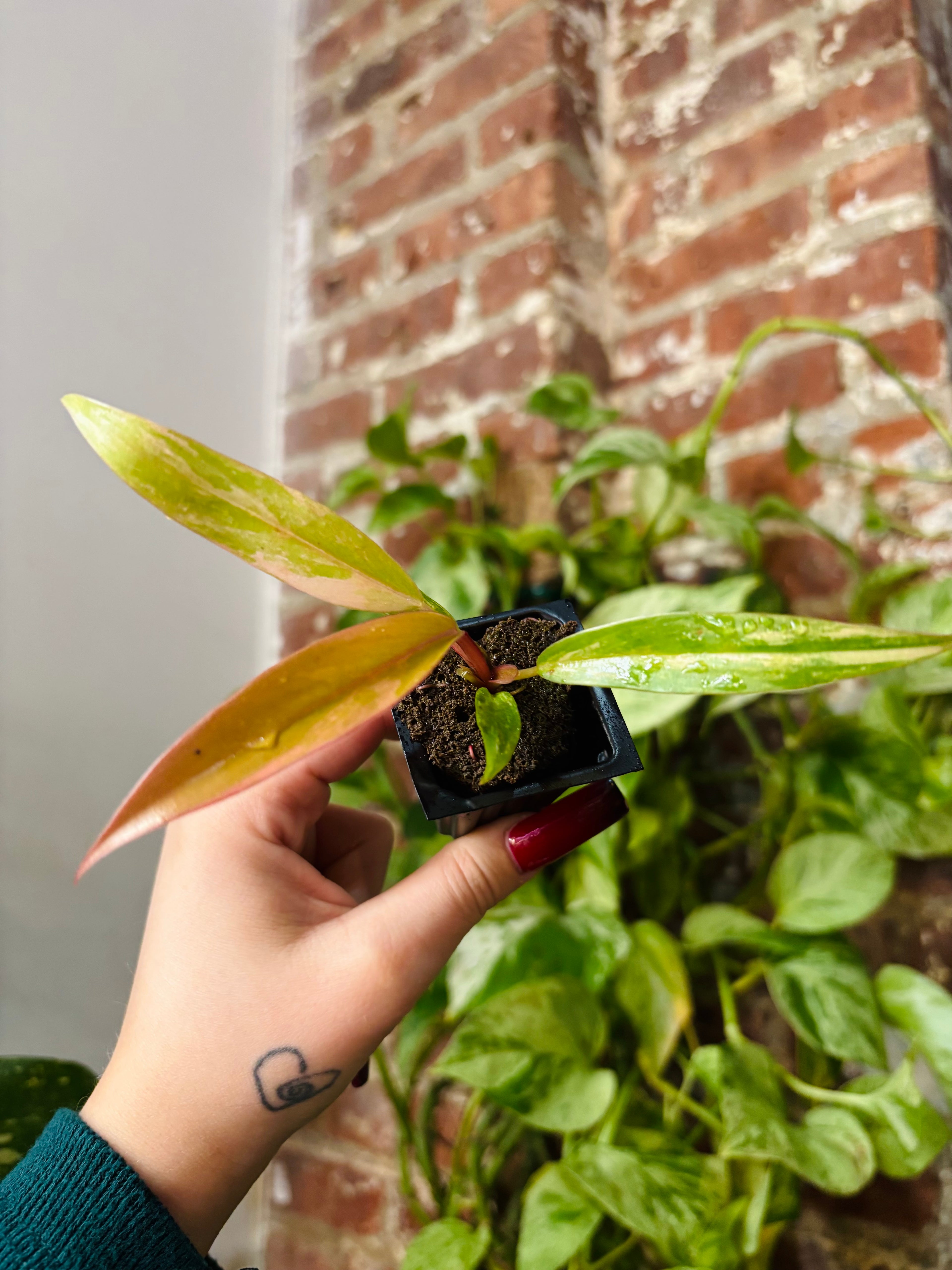 Philodendron Caramel Marble 0960