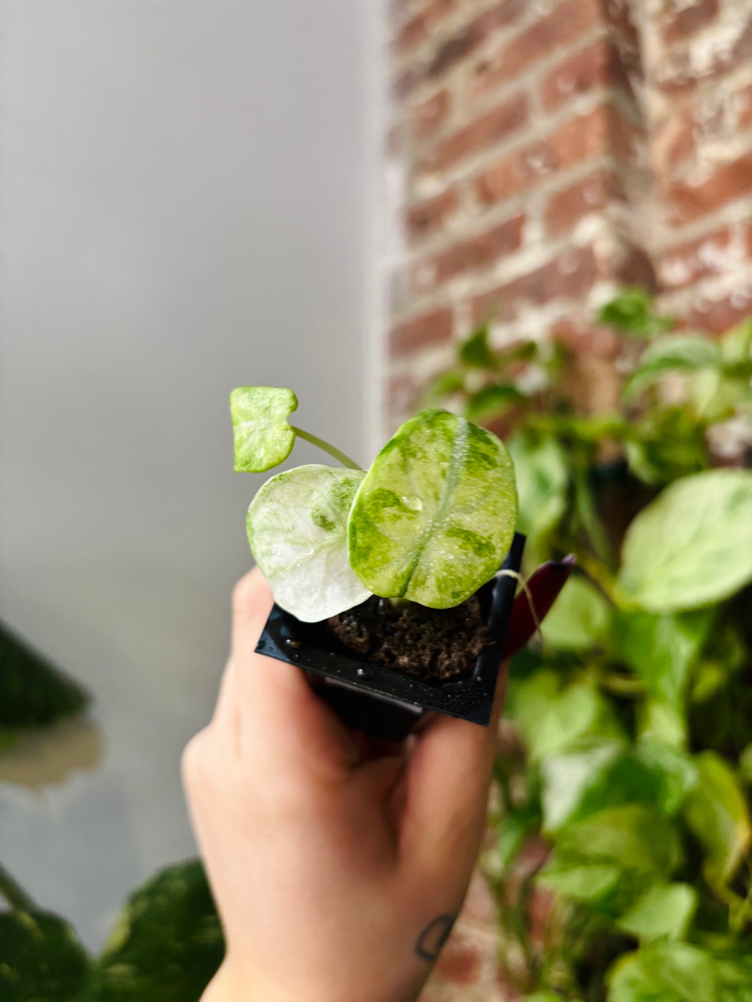 Alocasia Ninja Tricolor 0987