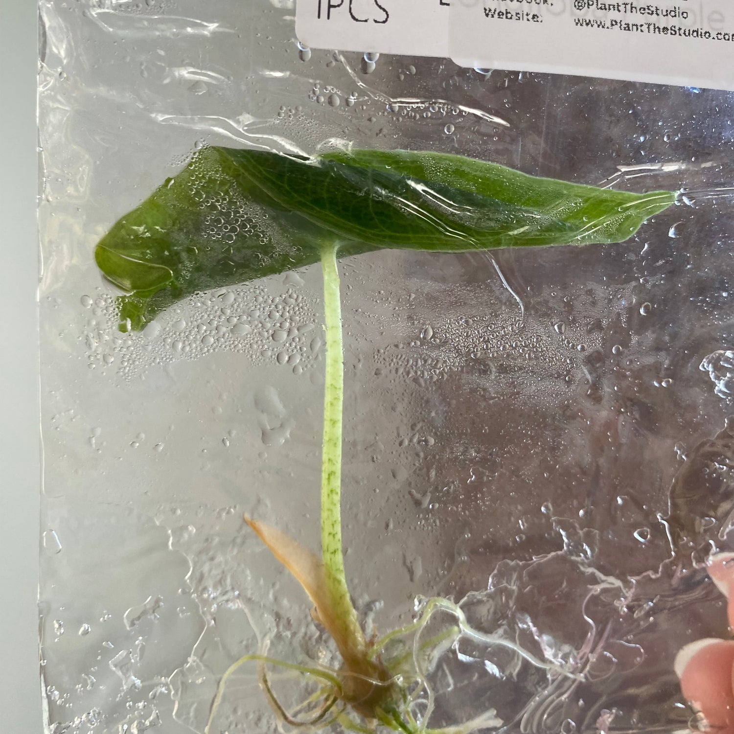 Alocasia Longiloba Purple TCS 99