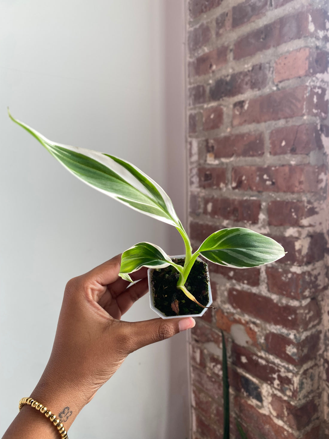 Musa Florida Variegated Potted 3565