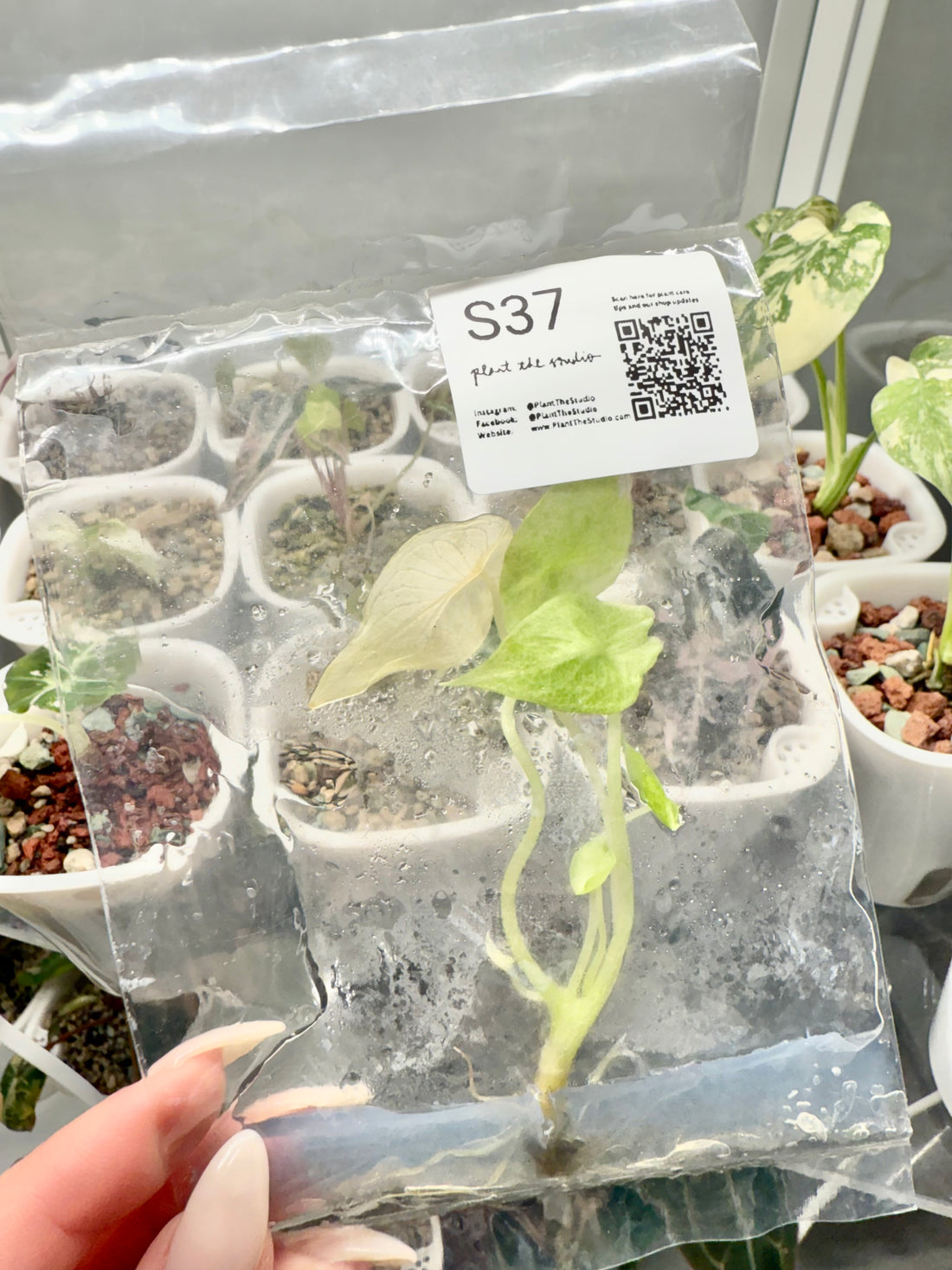 Alocasia Scalprum Mint TCS37