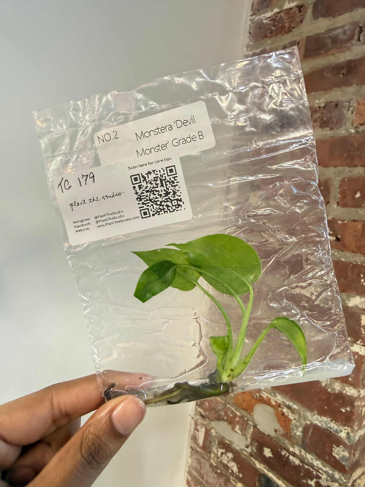 Monstera Devil Monster Grade B TCS 179