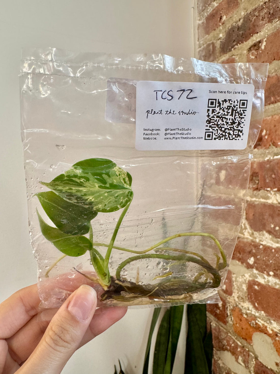 Monstera Bulbasaur TCS 72