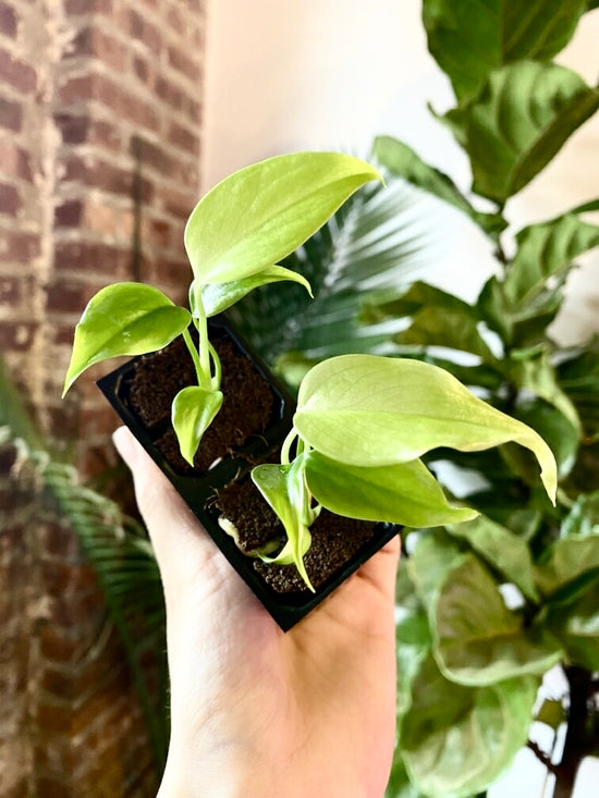Hoya cumingiana 4.5” Hanging Basket