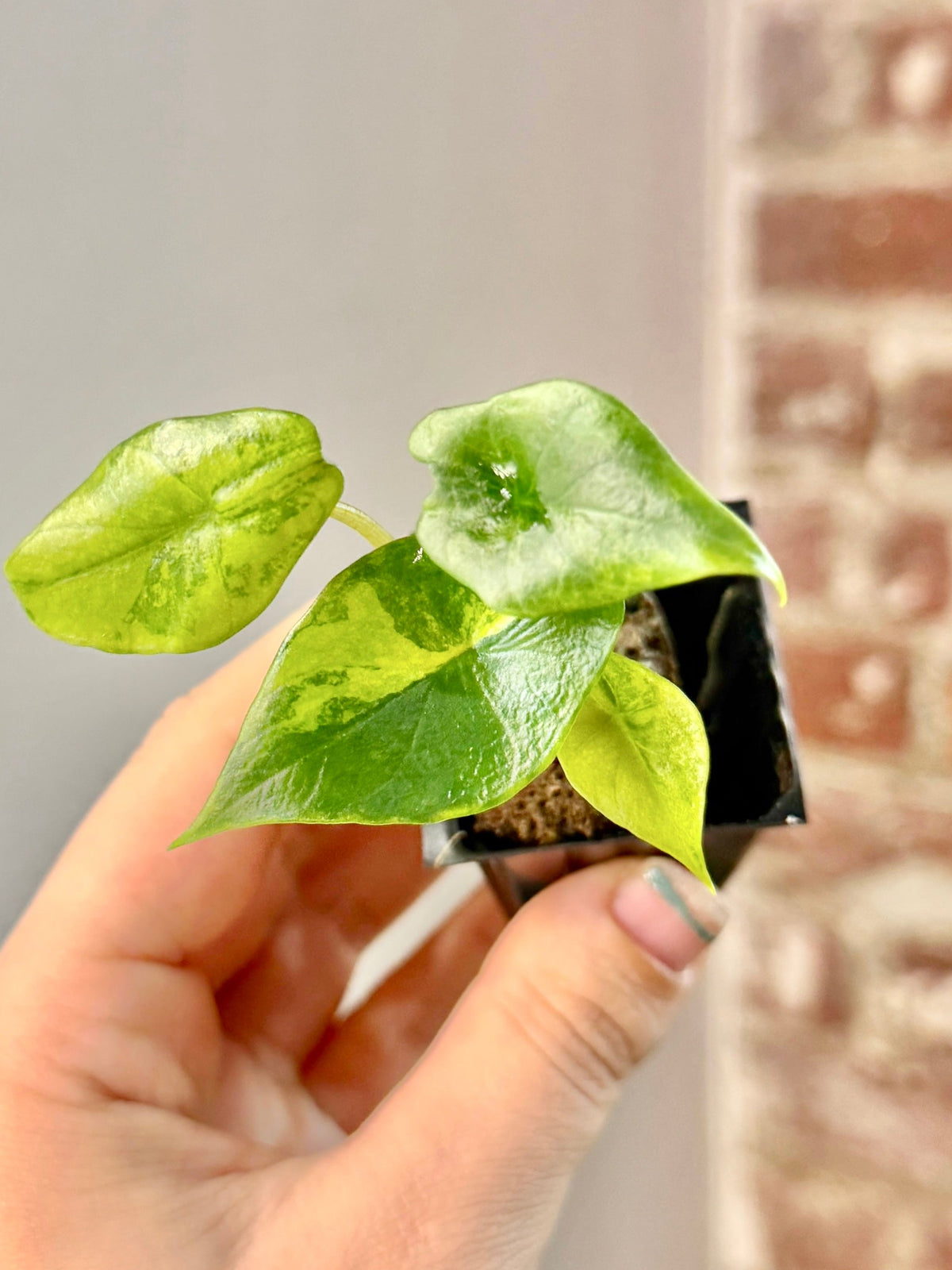 Alocasia Scalprum Aurea 3156
