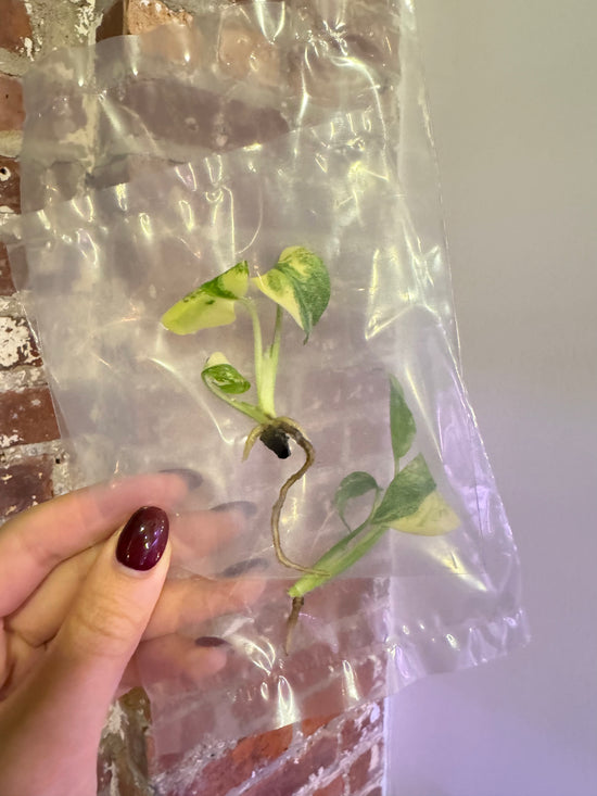 Monstera Thai Constellation Tissue Culture Plantlet (Grower’s Choice - No Agar) + Care Instructions