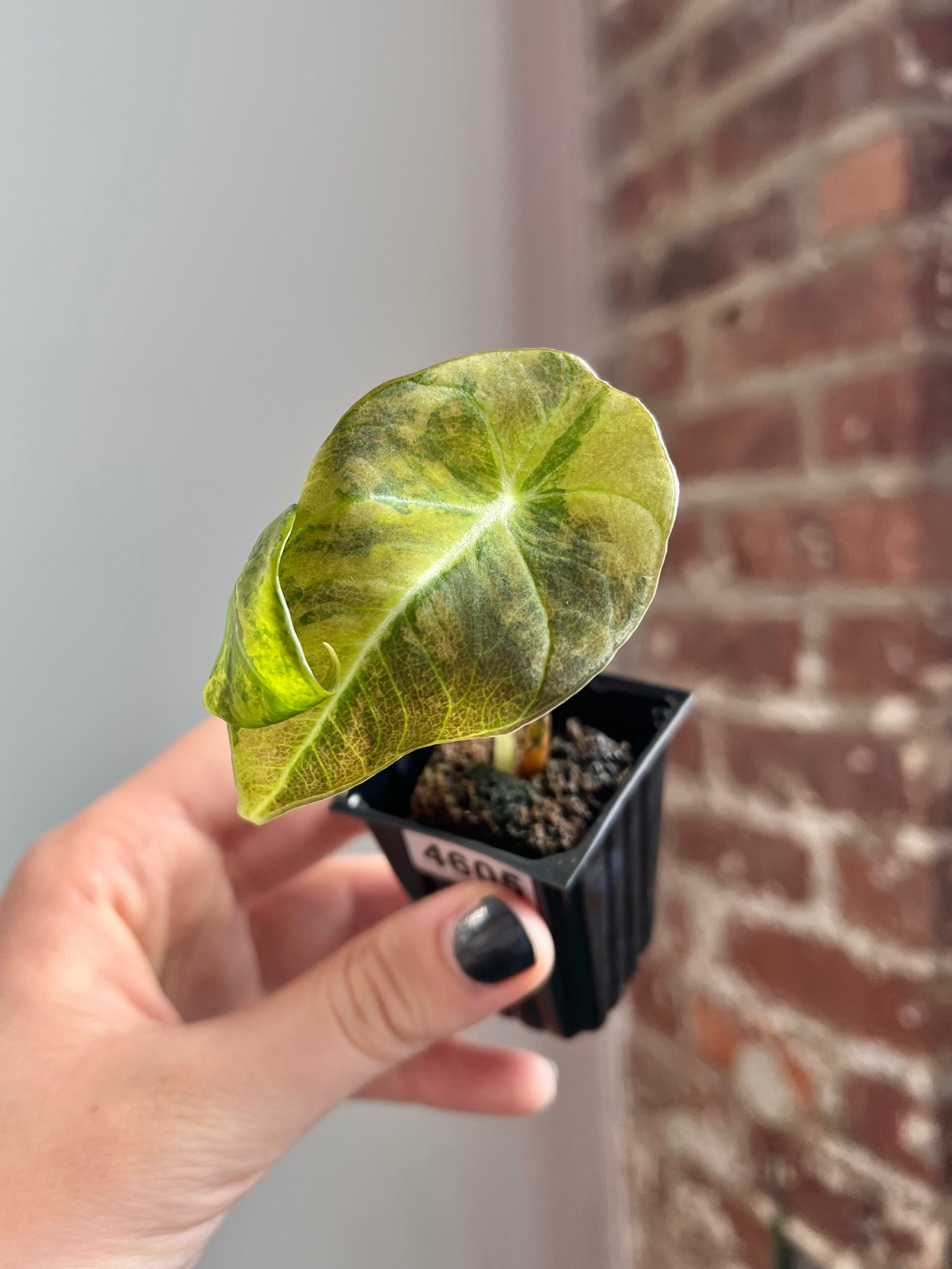 Alocasia Black Velvet Aurea / Gold 4607