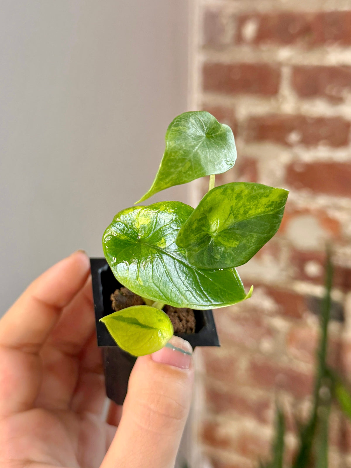 Alocasia Scalprum Aurea 3153