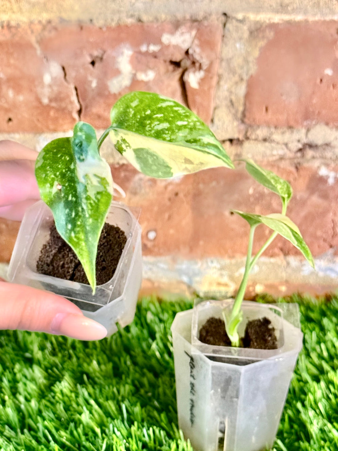 Monstera Thai (Grower&