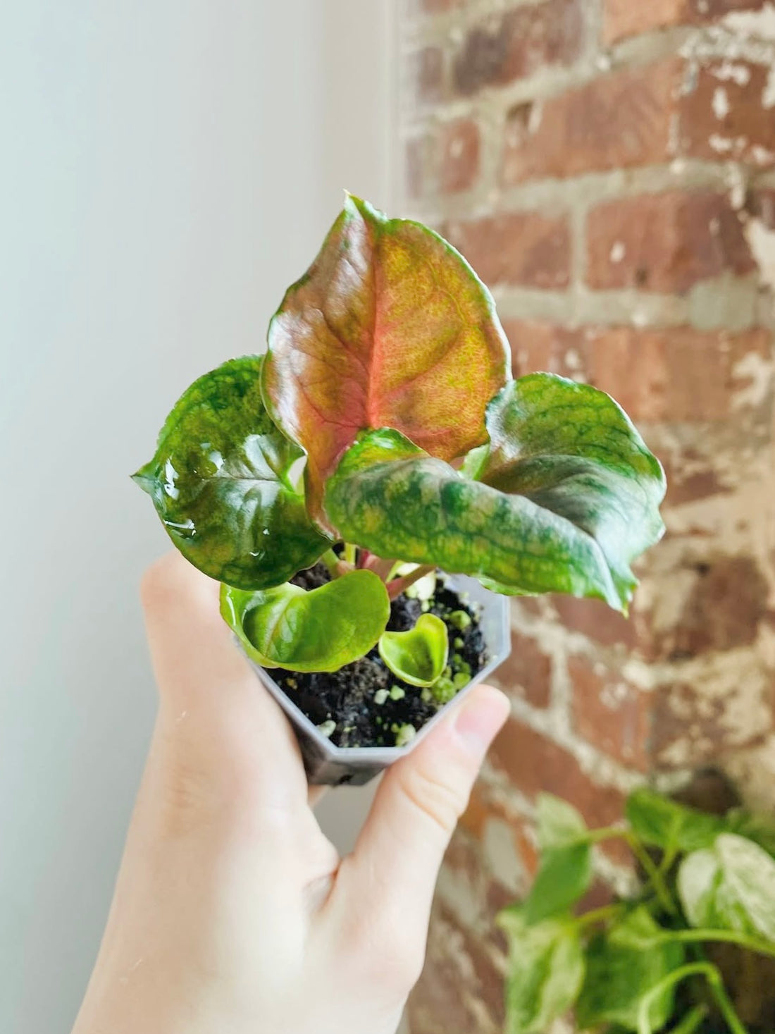 Syngonium Strawberry Ice 2&quot; (Grower&