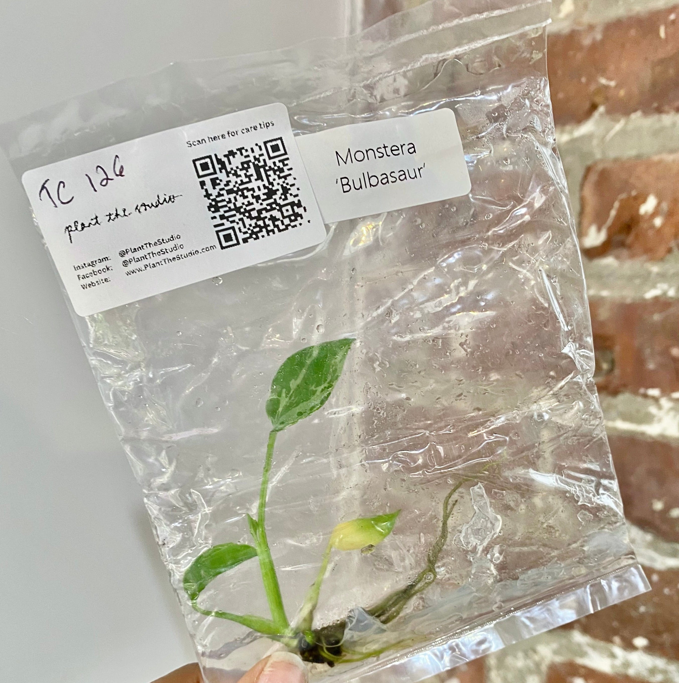 Monstera Bulbasaur TCS 126