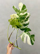 Monstera Albo Borsigiana Variegata 4-Leaf Cutting (Grower’s Choice)