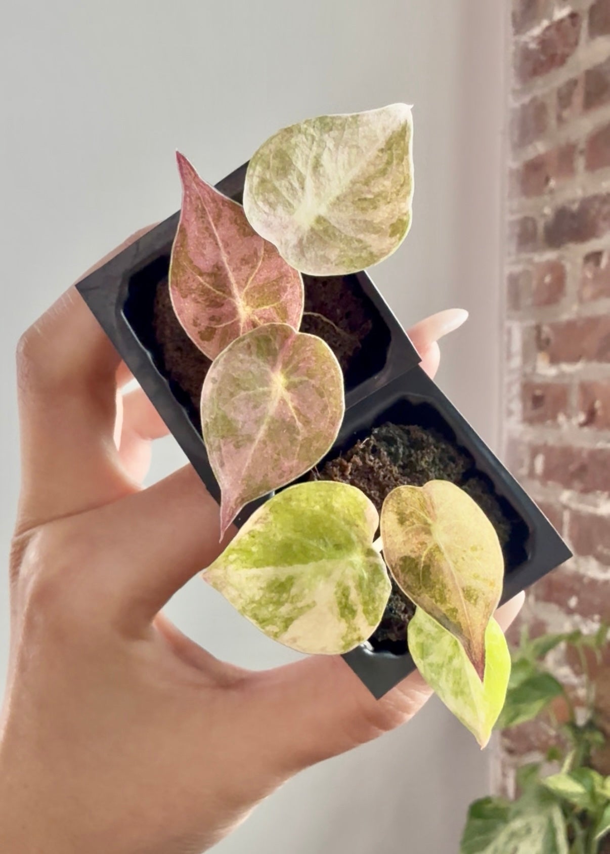 Products – Page 4 – PlantTheStudio