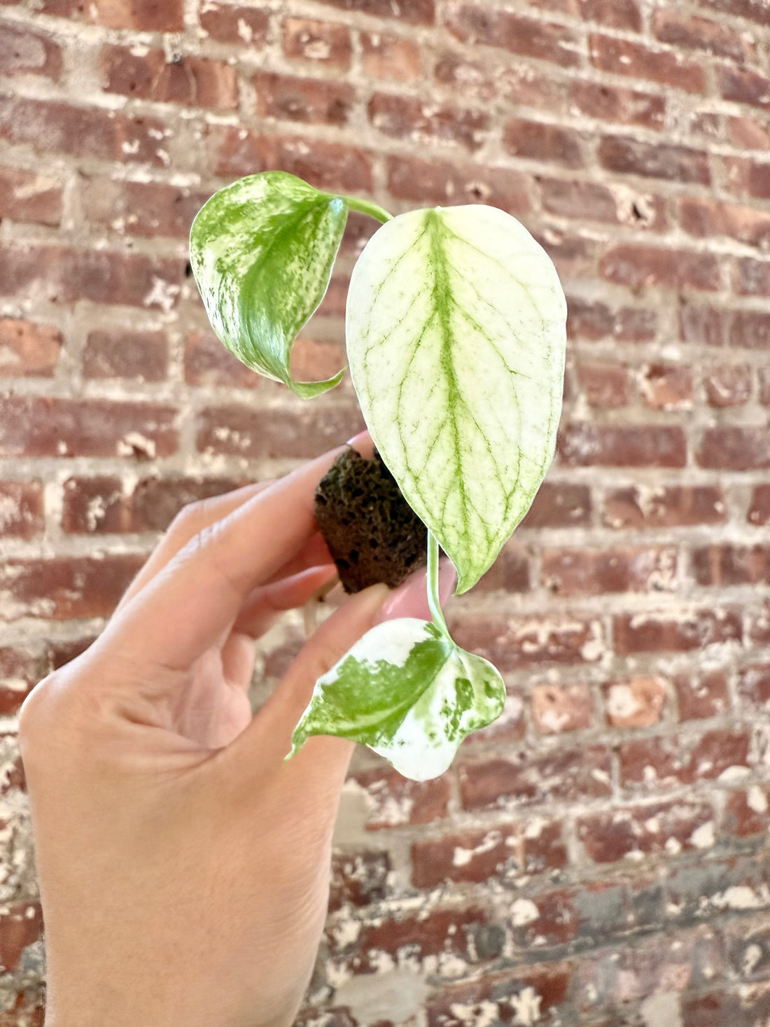 *Special* Monstera Mint - Grower’s Choice