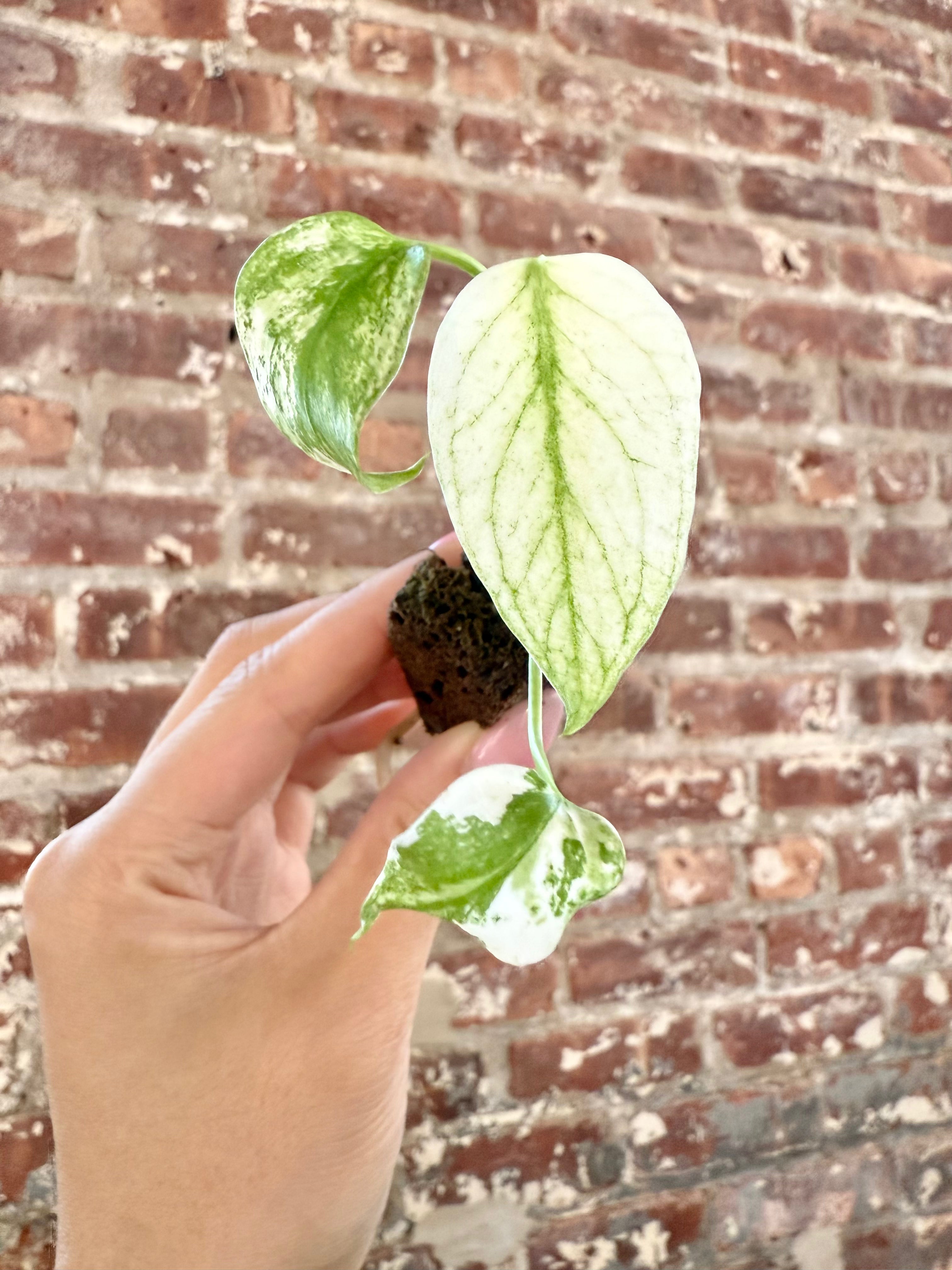 *Special* Monstera Mint - Grower’s Choice