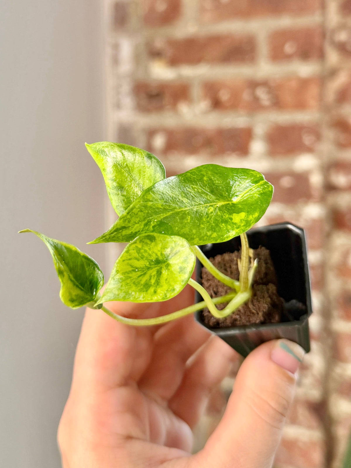Alocasia Scalprum Aurea 3154