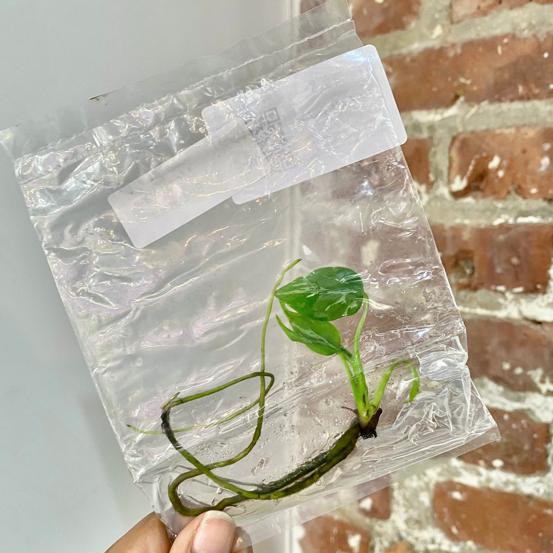 Monstera Bulbasaur TCS 128