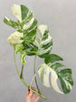 Monstera Albo Borsigiana Variegata 4-Leaf Cutting (Grower’s Choice)