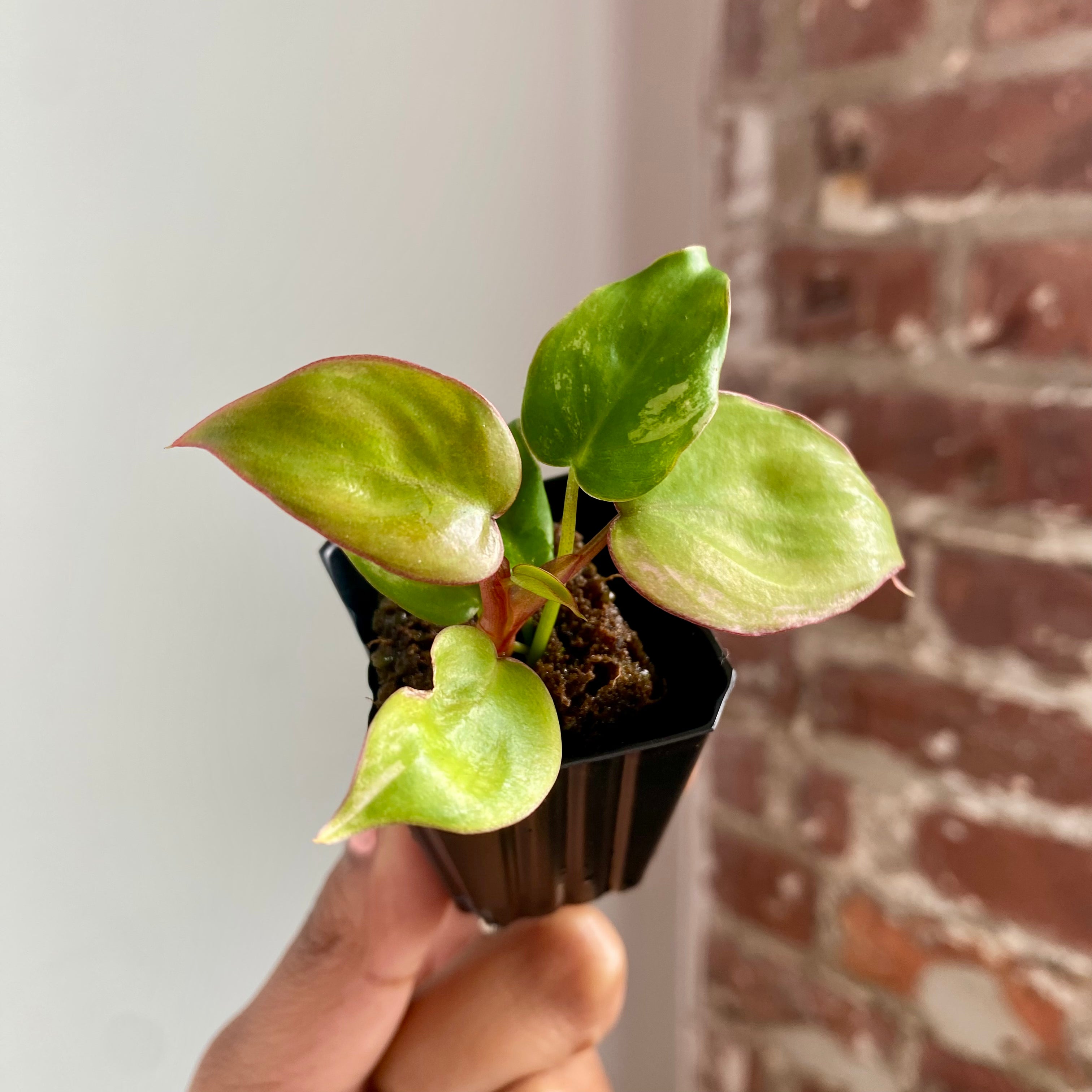Philodendron Florida Beauty x Billietiae "Jennifer" 8506