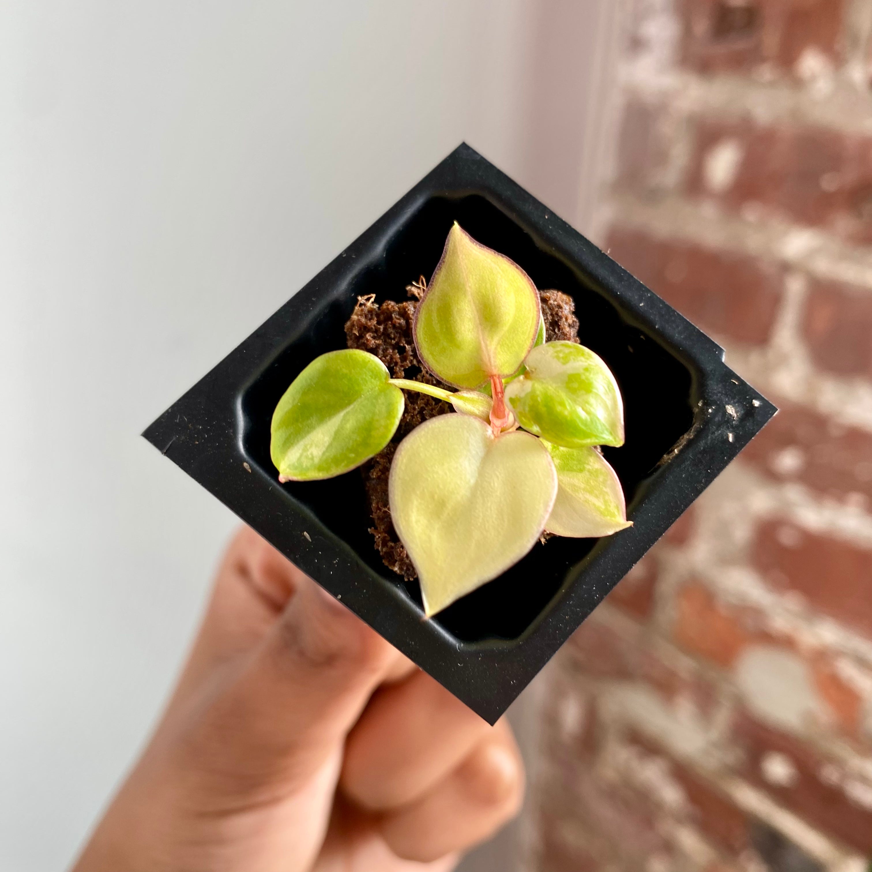 Philodendron Billietiae Var. 4042