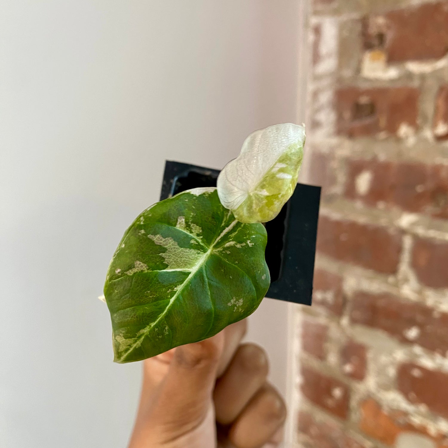 Alocasia Pink Black Velvet 4161