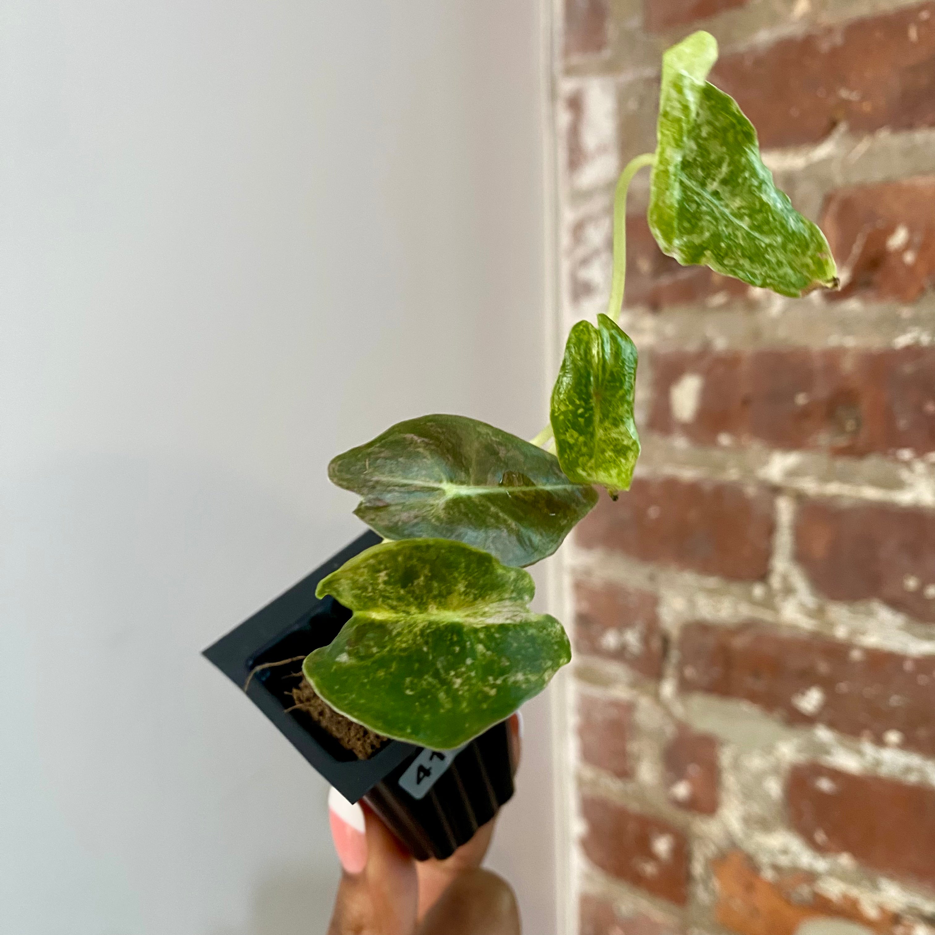 Alocasia Black Satun "Stardust" 4163
